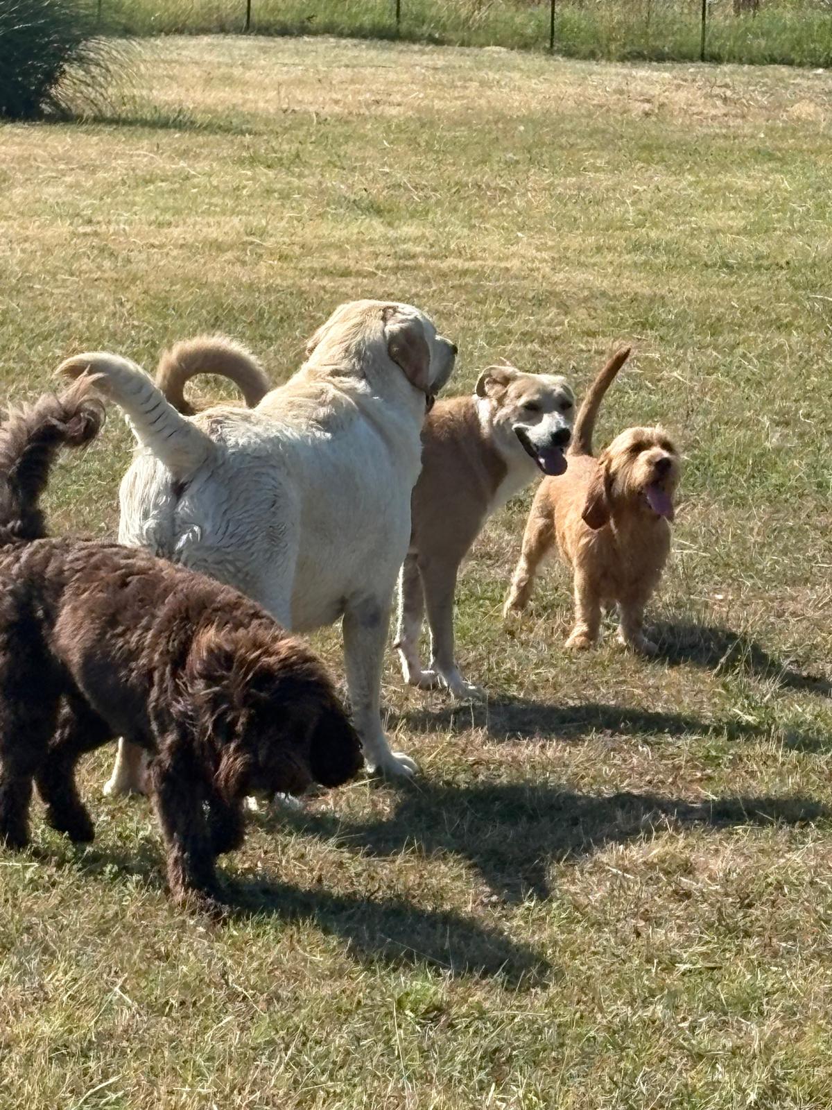 Honden spelen samen in het grote omheinde veld