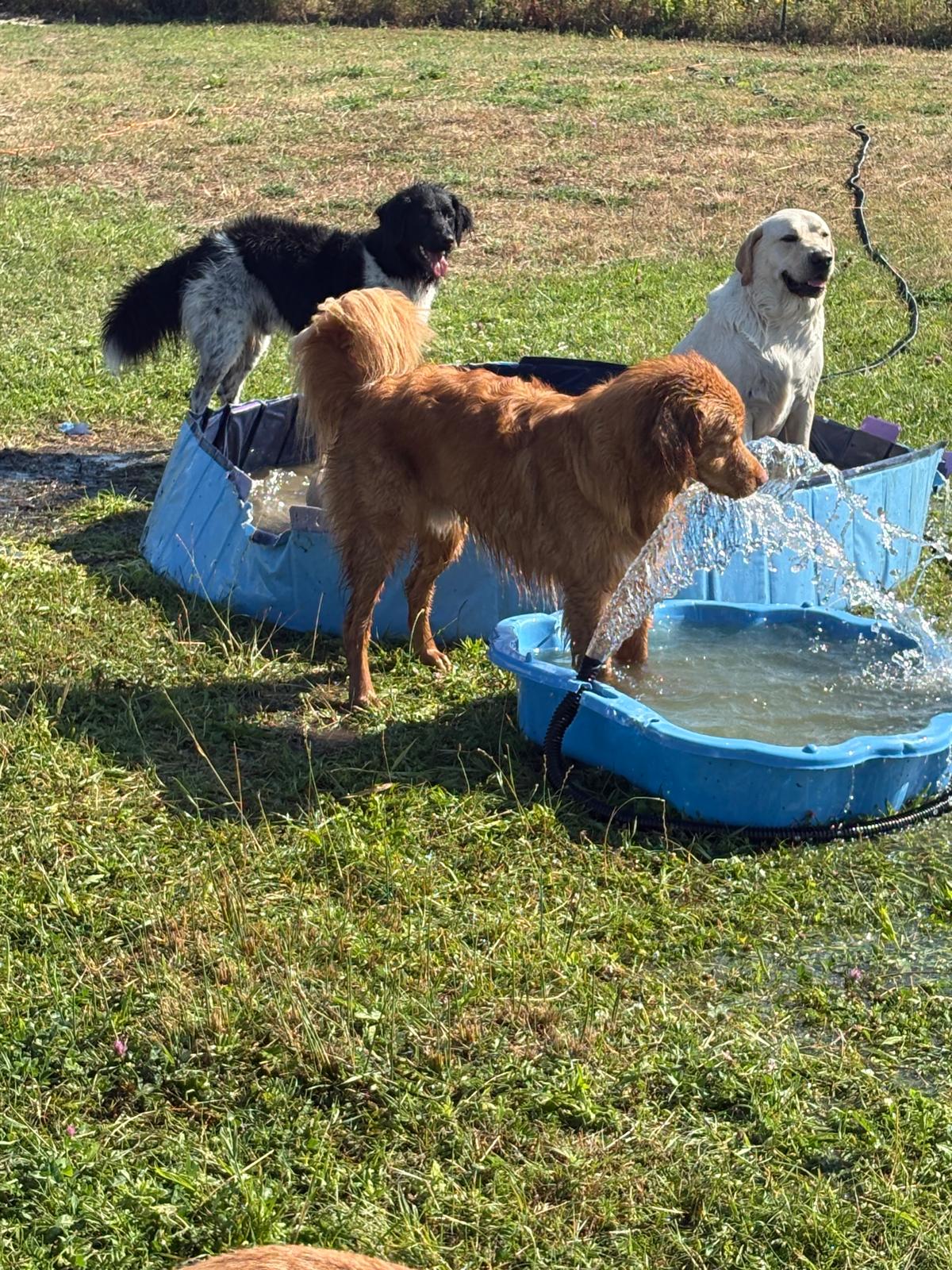 Honden verfrissen zich bij het water op het omheinde veld